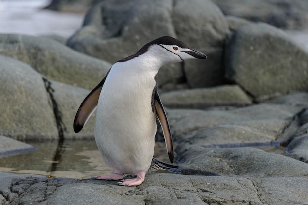 Pinguino di sottogola sulla fine della roccia su