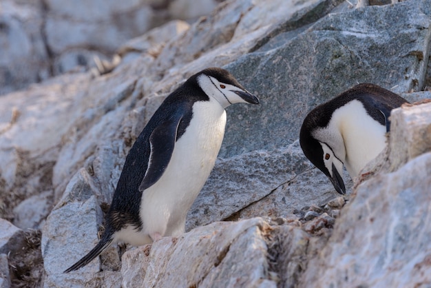 Pinguino di sottogola sulla neve in Antartide