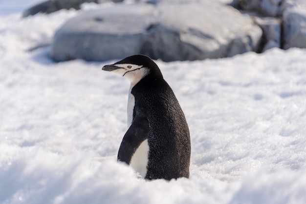 Pinguino di sottogola sulla neve in Antartide