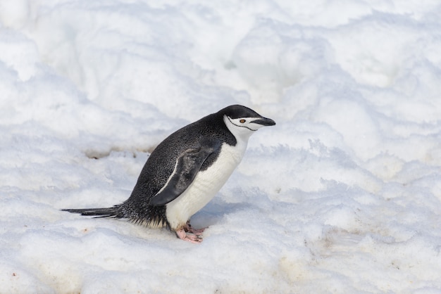 Pinguino di sottogola sulla neve in Antartide