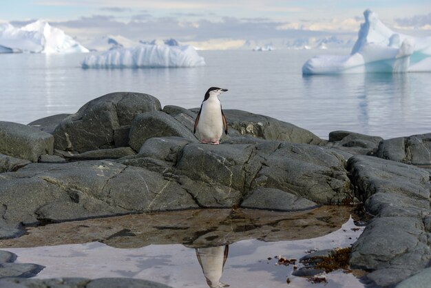 Pinguino di sottogola sulla roccia con la riflessione in Antartide