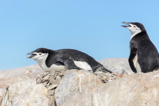 Pinguino di sottogola sulla spiaggia in Antartide