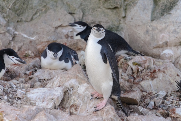 Pinguino di sottogola sulla spiaggia in Antartide