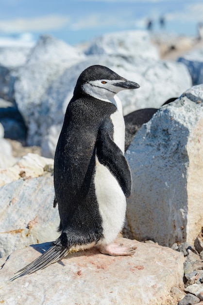 Pinguino di sottogola sulla spiaggia in Antartide