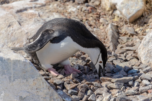 Pinguino di sottogola sulla spiaggia in Antartide