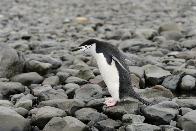 Pinguino di sottogola sulla spiaggia