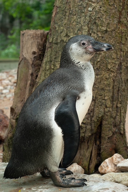 Pinguino di sudamericano pinguino