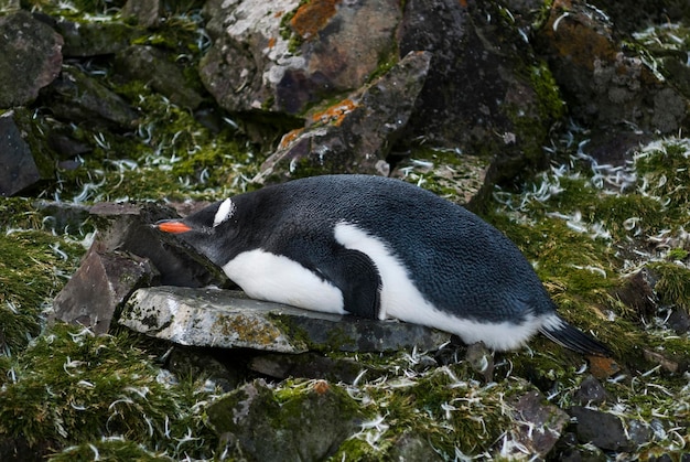 Pinguino Gentoo Antartide