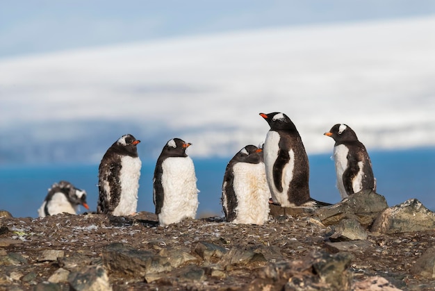 Pinguino Gentoo Antartide