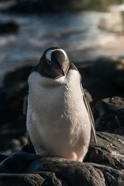 Pinguino Gentoo Antartide