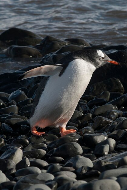 Pinguino Gentoo Antartide