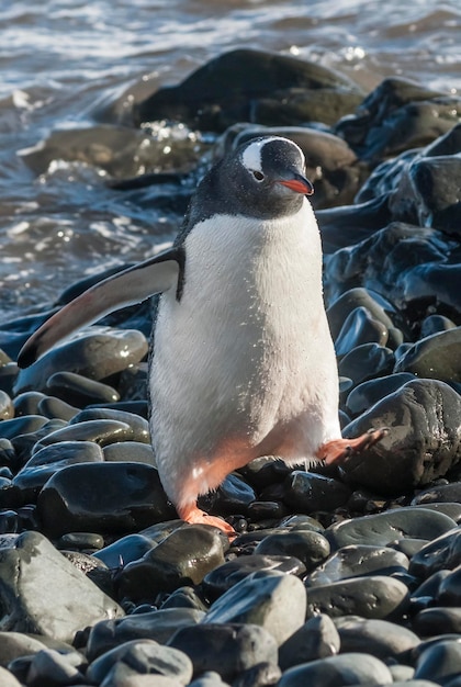 Pinguino Gentoo Antartide