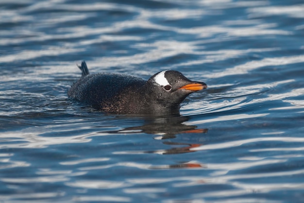 Pinguino Gentoo che nuota su una spiaggia antartica Neko porto Antartide