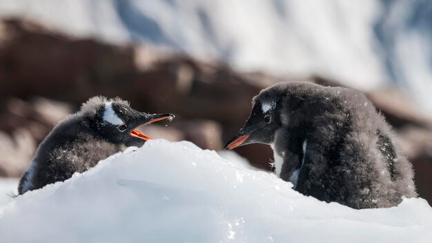 Pinguino Gentoo Neko porto Antartide