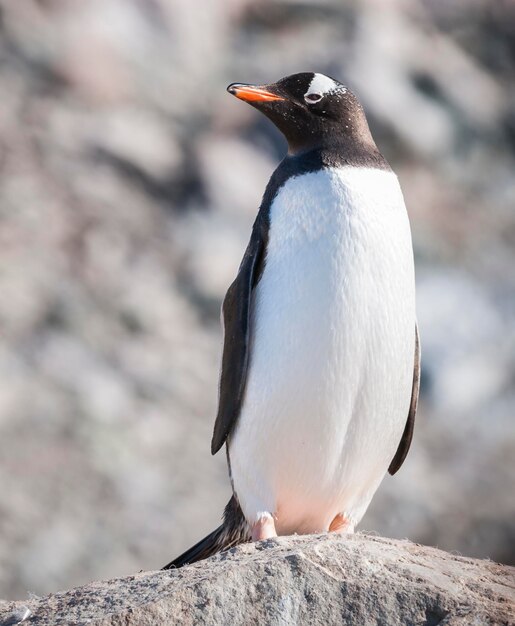 Pinguino Gentoo Neko porto Antartide