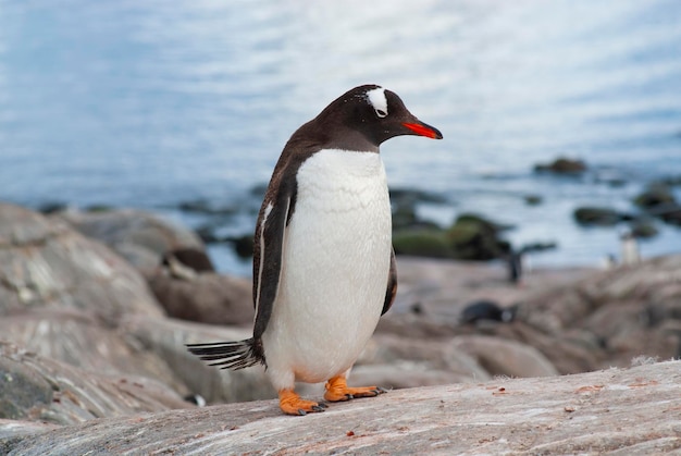 Pinguino Gentoo Pygoscelis papua Antartide