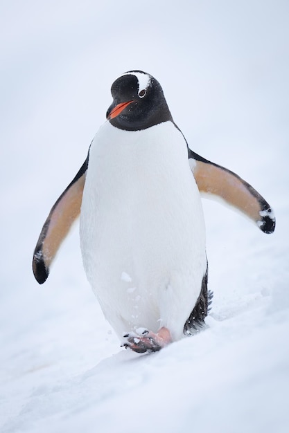Pinguino Gentoo su un pendio innevato che alza il piede