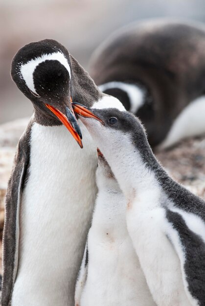 Pinguino Gentoo sulla spiaggia che nutre il suo pulcino Port Lockroy Goudier Isola Antartica