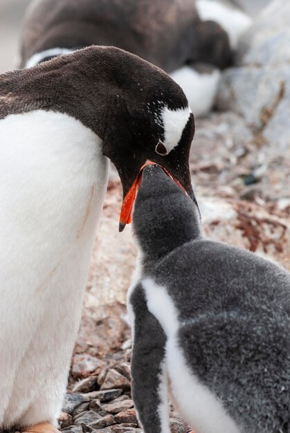 Pinguino Gentoo sulla spiaggia che nutre il suo pulcino Port Lockroy Goudier Isola Antartica