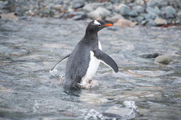 Pinguino Gentoo sulla spiaggia