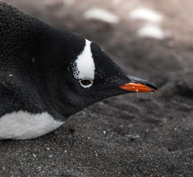 Pinguino GentooHannah Point Antartica