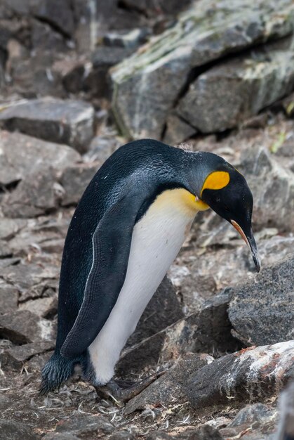 Pinguino imperatore Aptenodytes forsteri nell'isola Antartica di Port Lockroy Goudier