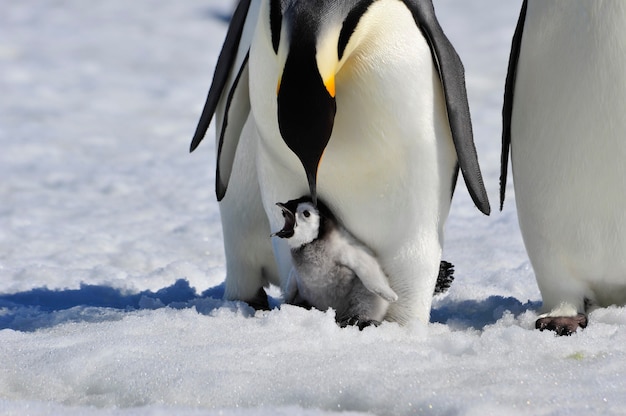 Pinguino imperatore con pulcino