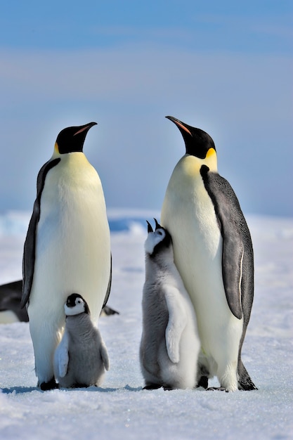 Pinguino imperatore con pulcino