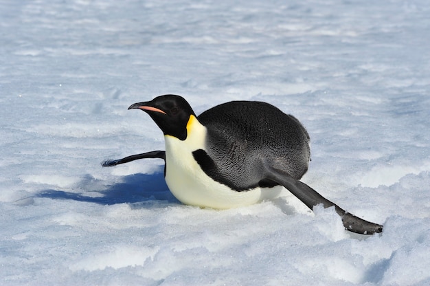 Pinguino imperatore sulla neve