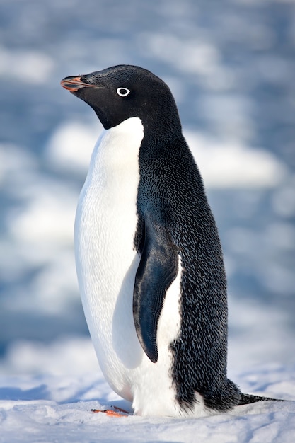 Pinguino in bianco e nero in ambiente naturale