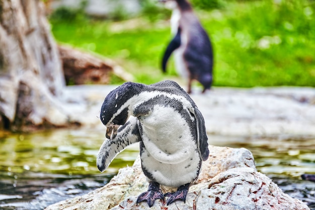 Pinguino Jackass nel suo habitat naturale in natura.