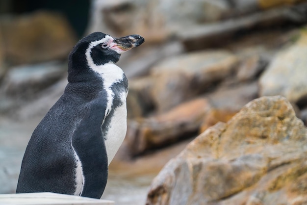 pinguino per strada