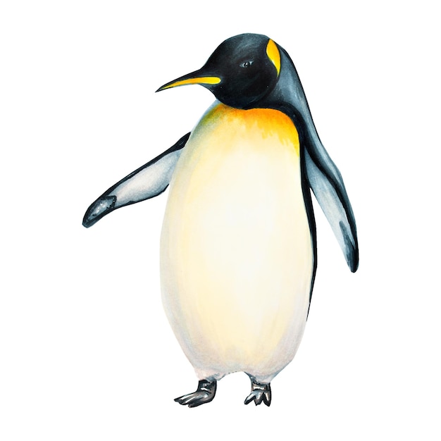 Pinguino reale acquerello isolato su sfondo bianco Dipinto a mano realistico Artico e Antartico