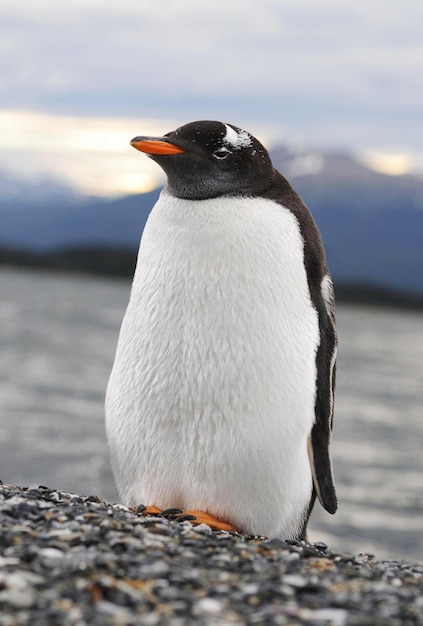 Pinguino solitario sulla spiaggia