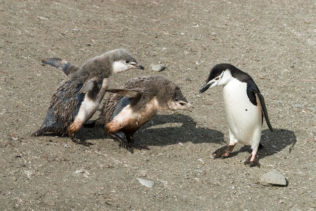 Pinguino sottogola che dà da mangiare a pulcino