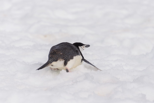 Pinguino sottogola che striscia sulla neve