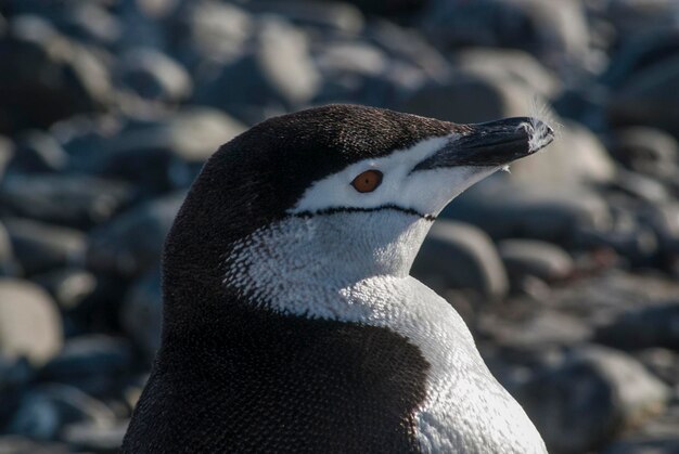 Pinguino sottogola Paulet Island Antartide