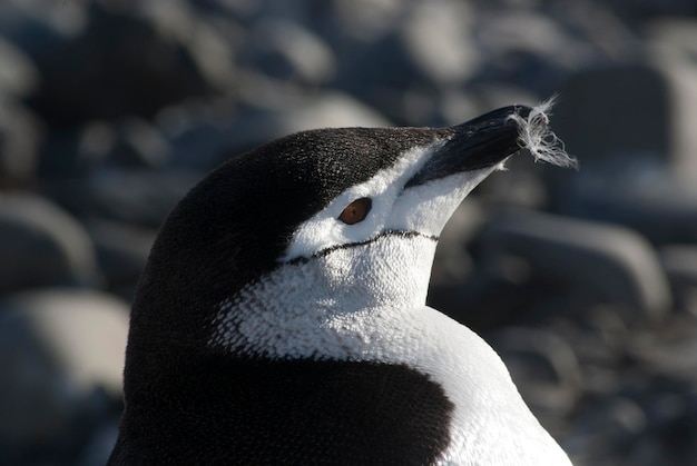 Pinguino sottogola Paulet Island Antartide