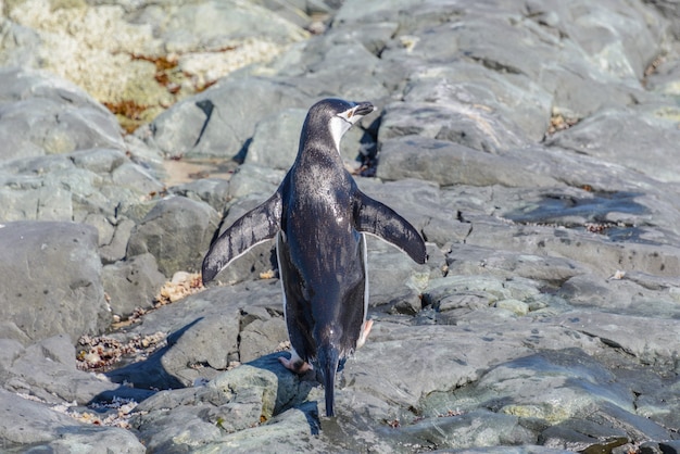 Pinguino sottogola sulla spiaggia in Antartide