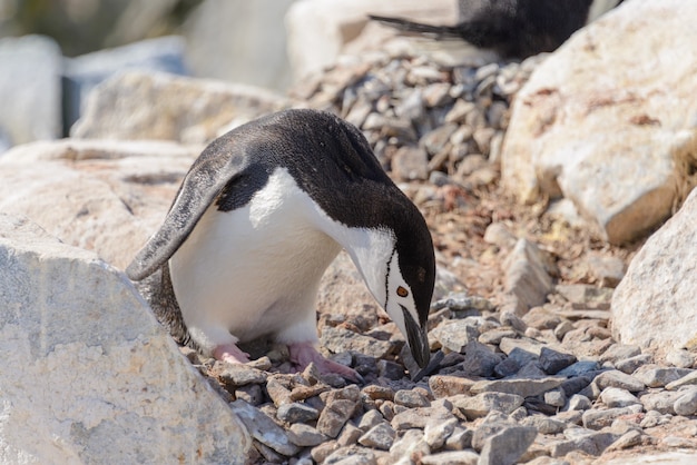 Pinguino sottogola sulla spiaggia in Antartide