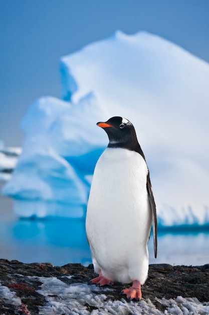 Pinguino sulle rocce