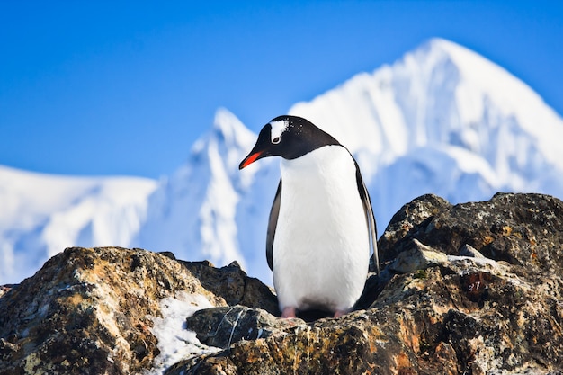 Pinguino sulle rocce