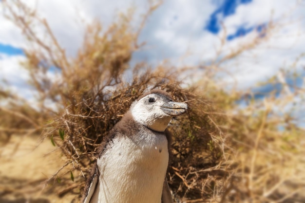 Pinguino