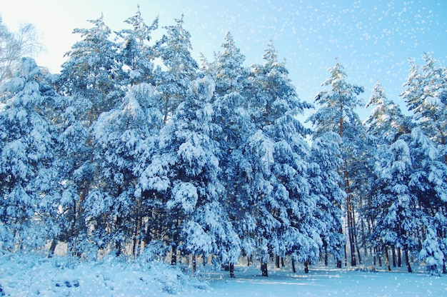 Pini alti con molta neve