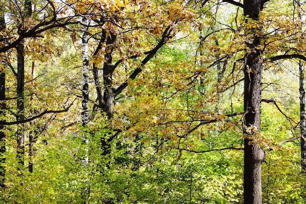 Pini betulle e querce nella foresta in autunno