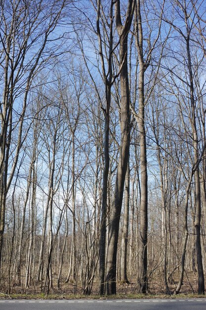 Pini che crescono in una foresta con erba secca durante la stagione autunnale Paesaggio di tronchi alti e sottili con rami spogli in natura durante l'autunno Flora incolta e selvaggia che cresce nei boschi