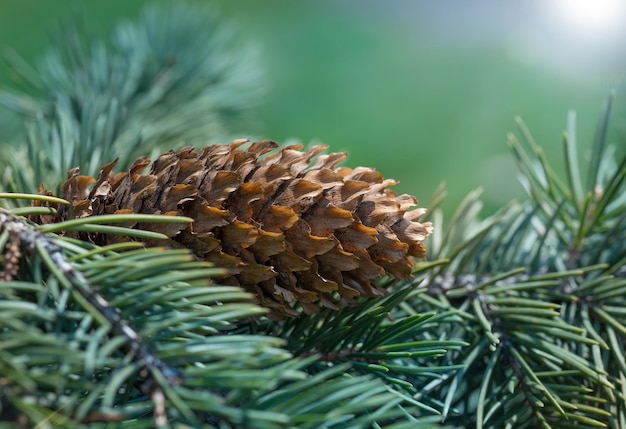 Pini con pigne marroni fresche e aghi di pino verde Pigna in un albero