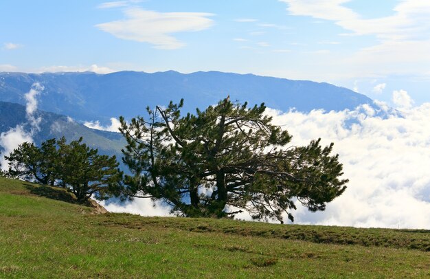 Pini conifere sulla montagna nuvoloso (Crimea, Ucraina)