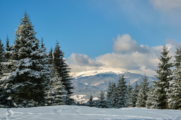 Pini coperti di neve fresca caduta nella foresta di montagna invernale in una fredda giornata luminosa.