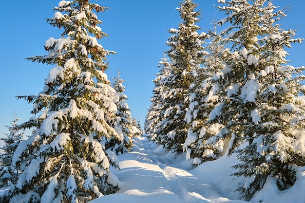 Pini coperti di neve fresca caduta nella foresta di montagna invernale in una fredda giornata luminosa.